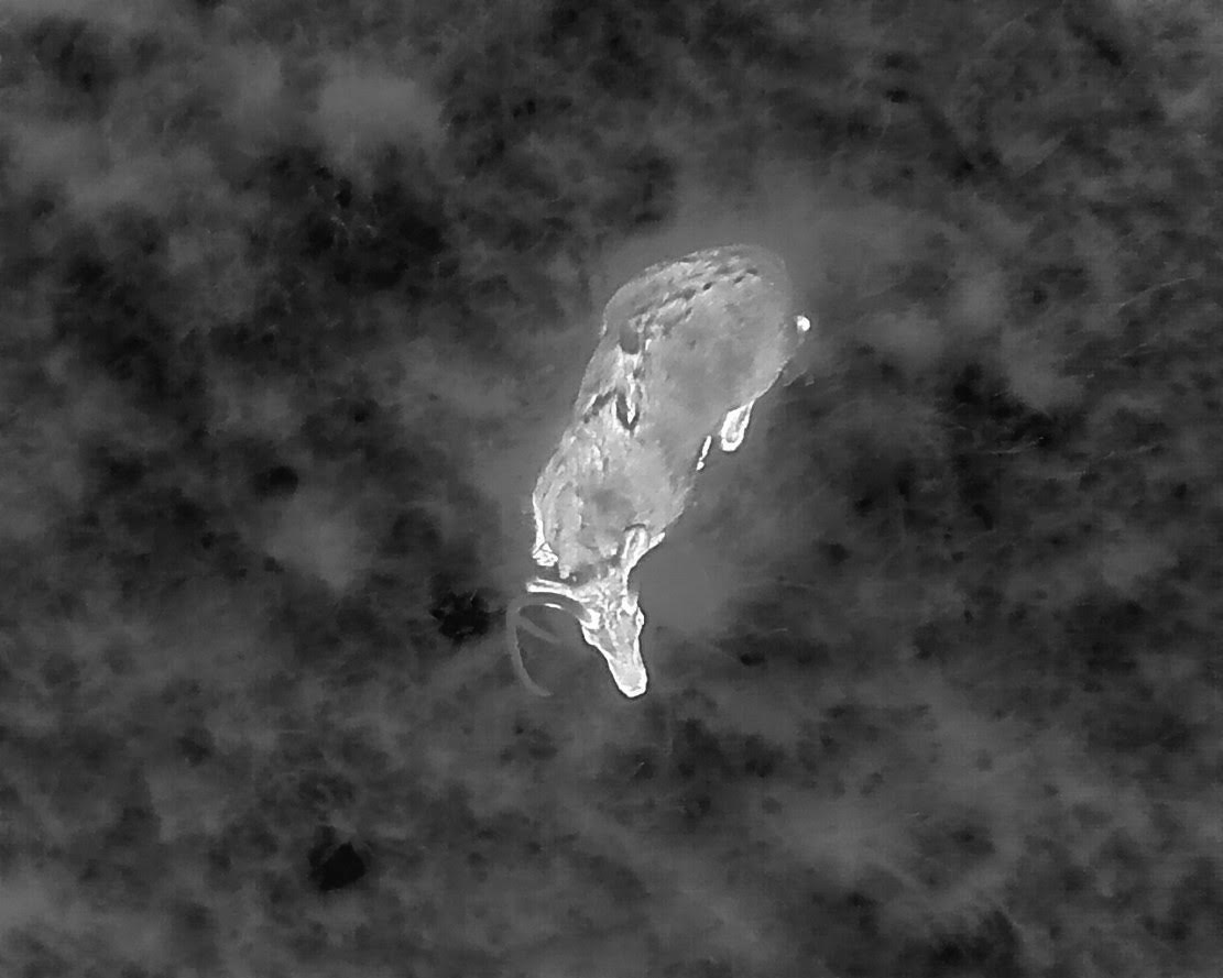 Thermal drone image showing an animal heat signature from above